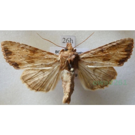 Oligia fasciuncula (Haworth, 1809) Czech26h